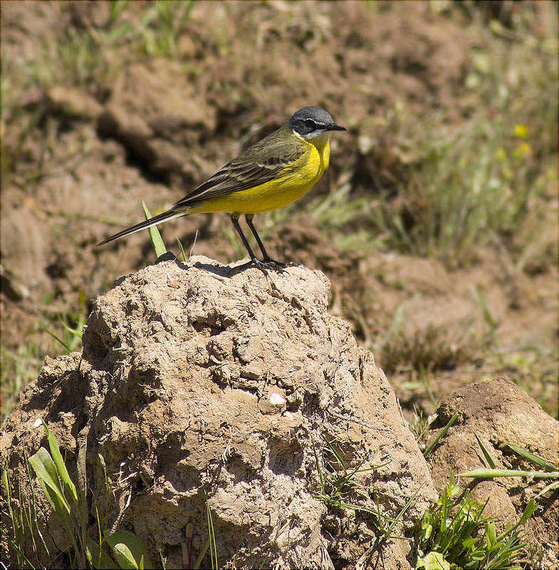 Cuereta groga ibèrica (Motacilla flava iberiae)