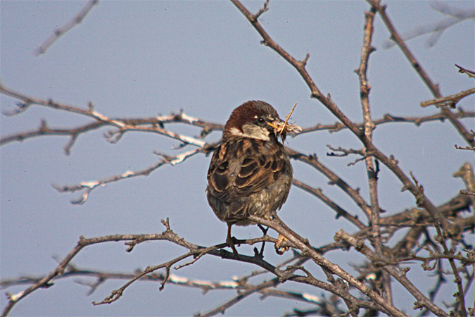 Pardal comú (Passer domesticus)