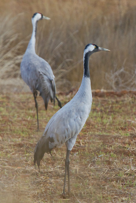 Grues (Grus grus)