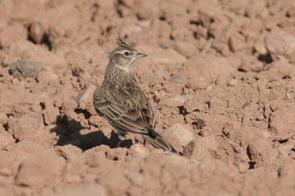 Cogullada fosca.Galerida theklae