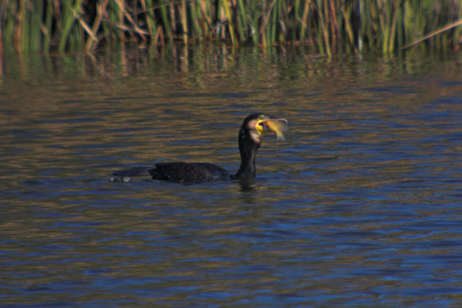 Corb marí gros (Phalacrocorax carbo) 1de4