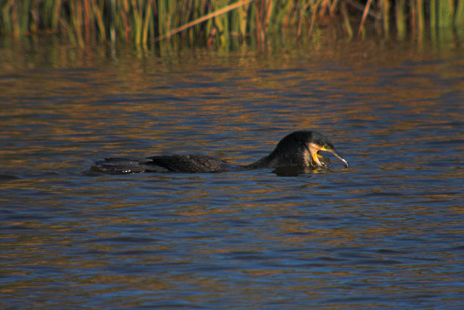 Corb marí gros (Phalacrocorax carbo) 2de4