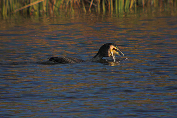 Corb marí gros (Phalacrocorax carbo) 3de4