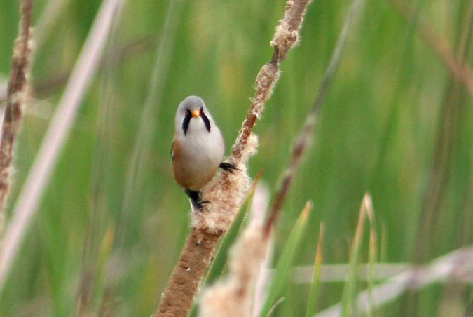 Mallerenga de bigotis 1.Panurus biarmicus