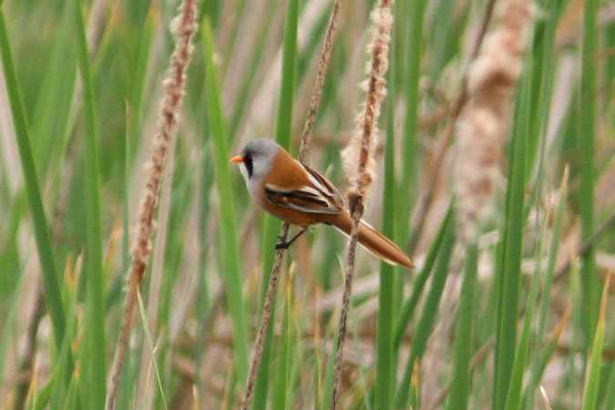 Mallerenga de bigotis 3.Panurus biarmicus