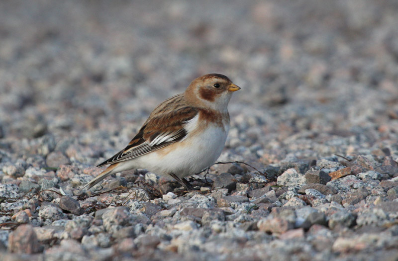 Sit blanc (Plectrophenax nivalis)