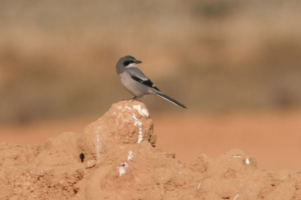 Botxí.(Lanius excubitor)