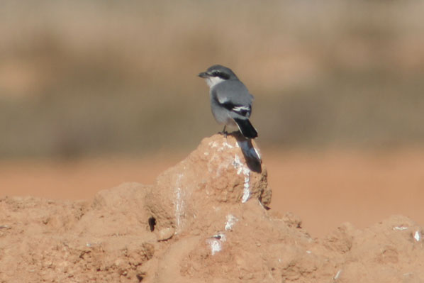 Botxí.(Lanius excubitor)