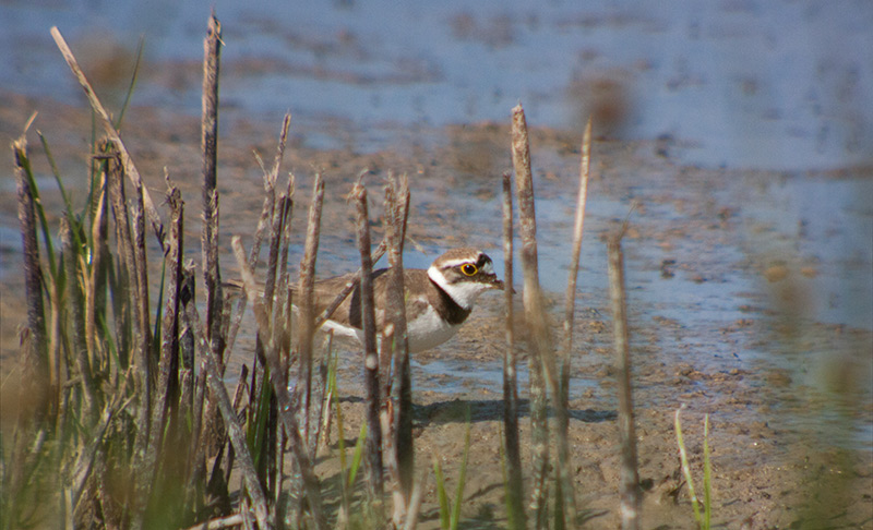 Corriol petit (Charadrius dubius)