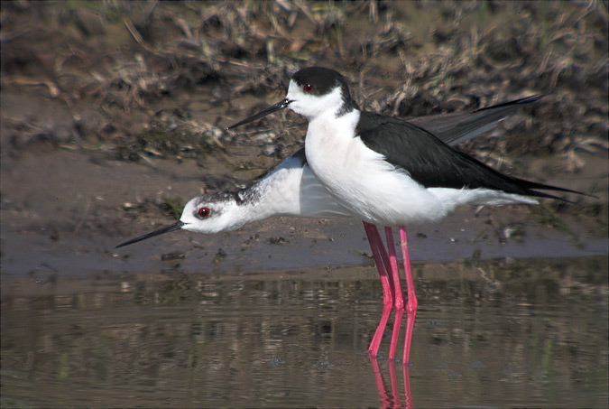 Cames llargues (Himantopus himantopus)