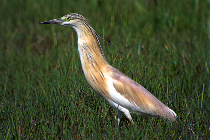 Martinet ros (Ardeola ralloides)