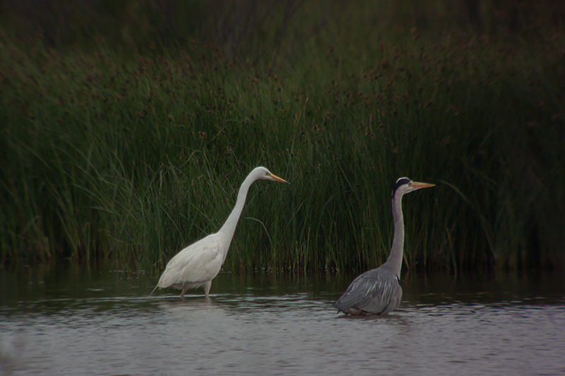 Agró blanc (Ardea alba) i Bernat pescaire (Ardea Cinerea)