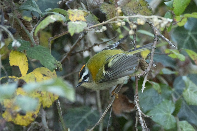 Reyzuelo listado    ( Regulus ignicapilla )