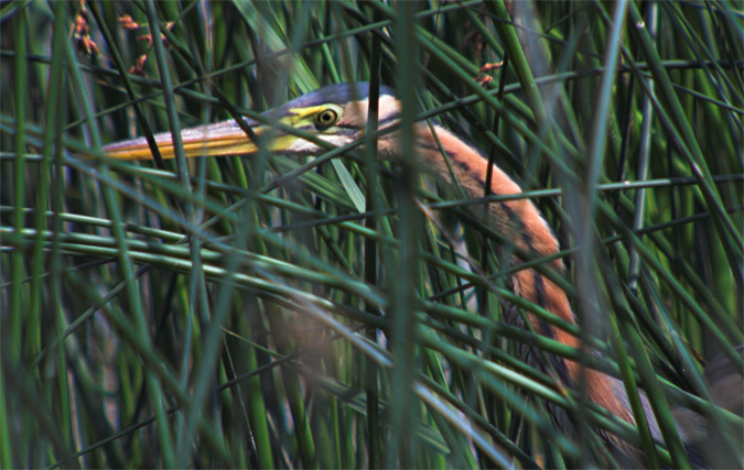 Agró roig (Ardea purpurea)