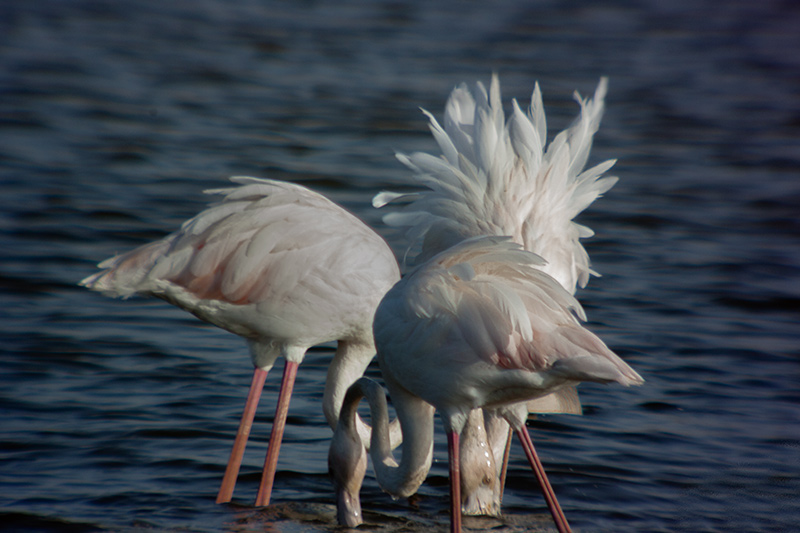 Flamenc (Phoenicopterus ruber)