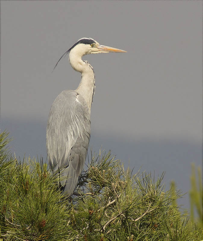 Bernat pescaire (Ardea cinerea)