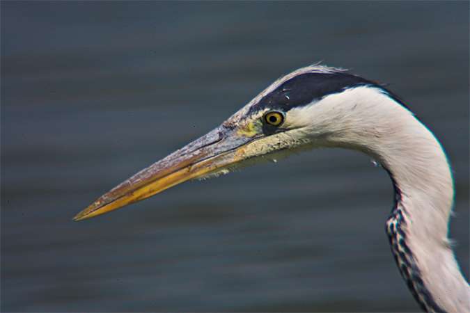 Bernat pescaire (Ardea cinerea)