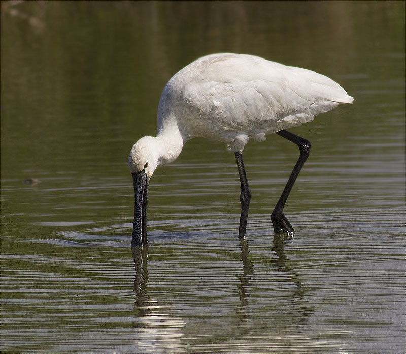 Bec Planer (Platalea leucorodia)