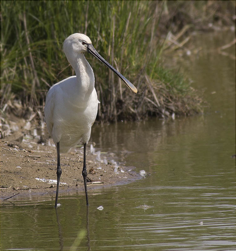 Bec Planer (Platalea leucorodia)