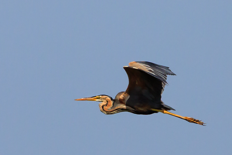 Agró roig (Ardea purpurea).