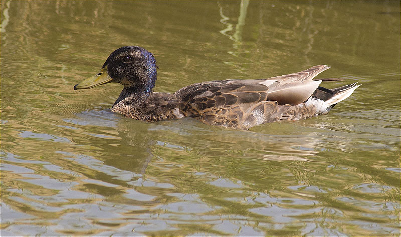 Ànec collverd (Anas platyrhynchos)