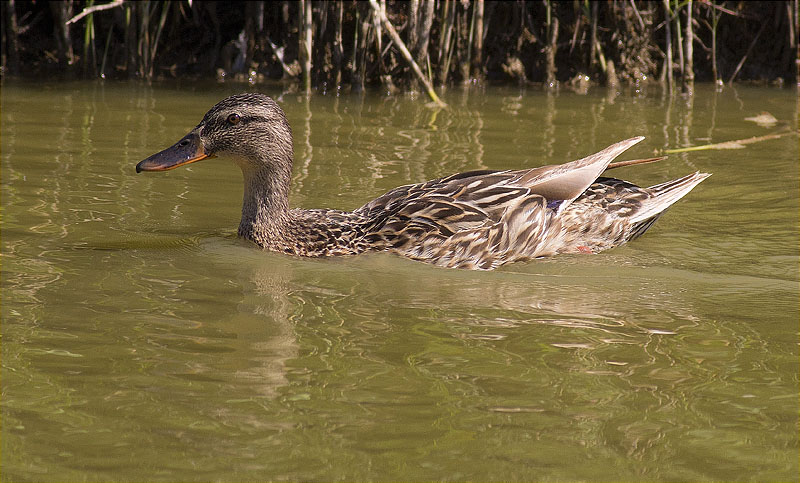 Femella de Ànec collverd (Anas platyrhynchos)