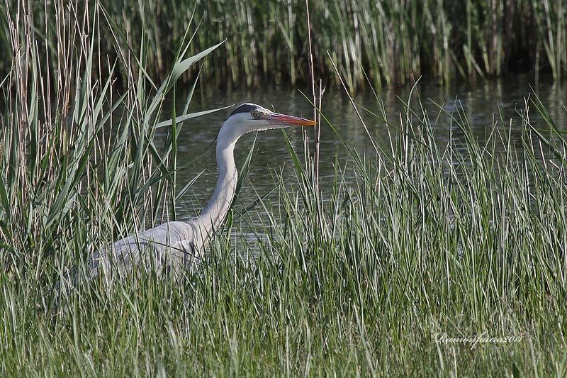 Ardèids: Bernat Pescaire