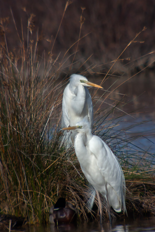 Agró blanc (Ardea alba)