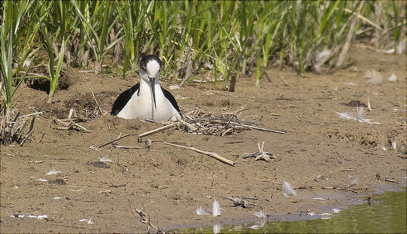 Cames llargues (Himantopus himantopus) covant