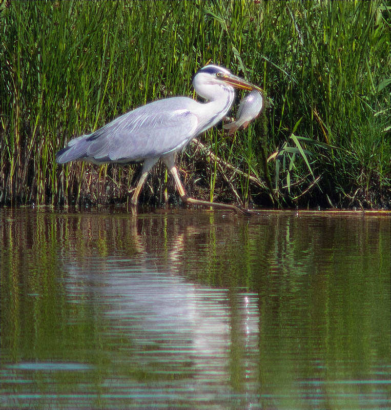 Bernat pescaire (Ardea cinerea) pescant