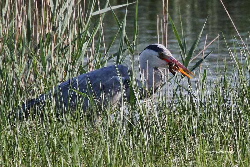 Ardèids: Bernat Pescaire