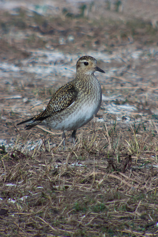 Daurada grossa (Pluvialis apricaria)