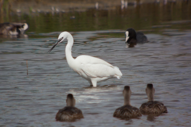 Martinet blanc (Egretta garzetta)