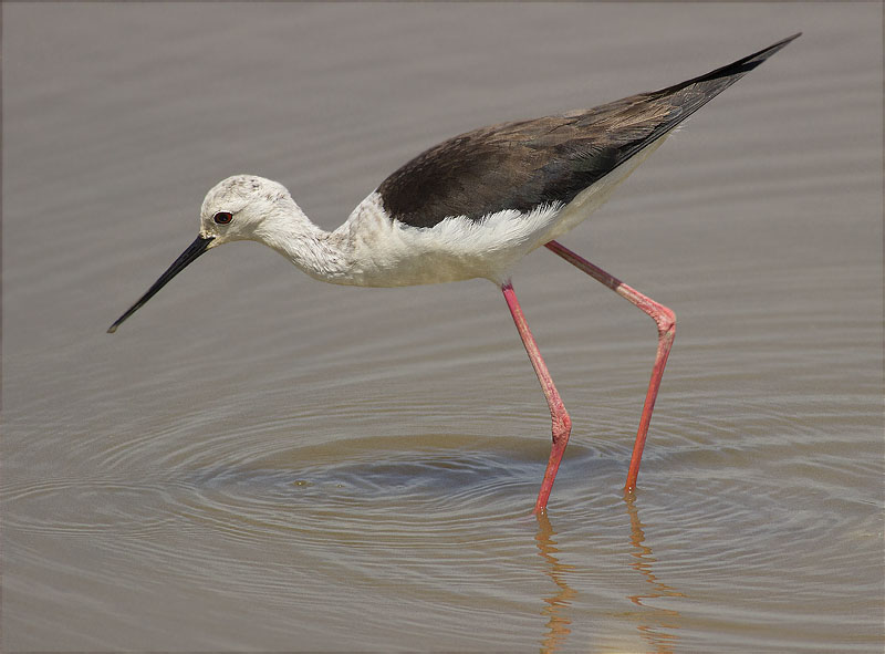 Cames llargues (Himantopus himantopus)