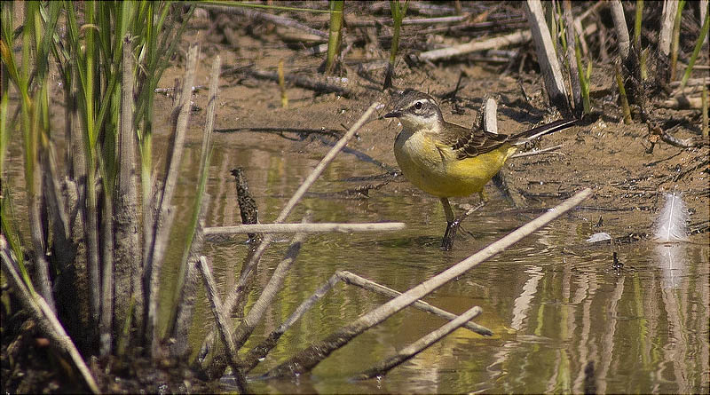 Cuereta groga ibèrica (Motacilla flava iberiae)