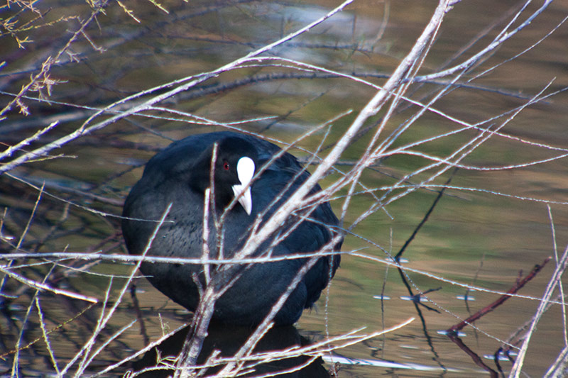 Fotja (Fulica atra)