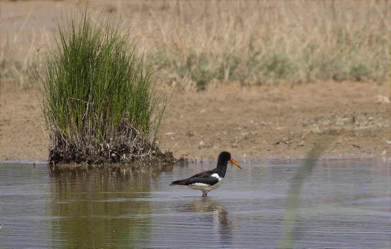 Garsa de mar (Haematopus ostralegus)