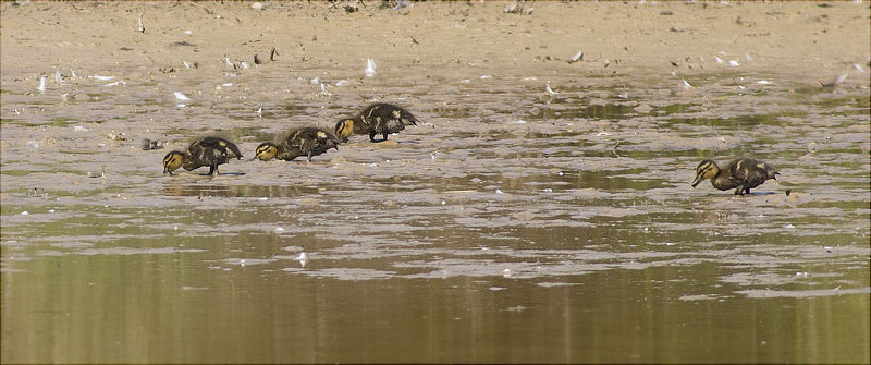 Juvenils d'Ànec collverd (Anas platyrhynchos)