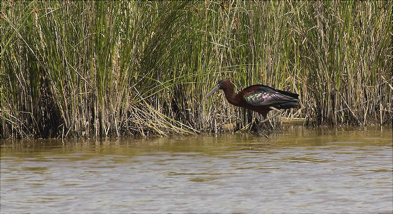 Capó reial (Plegadis falcinellus)