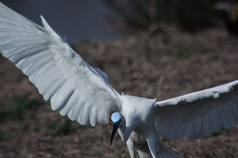 Martinet blanc (Egretta garzetta)