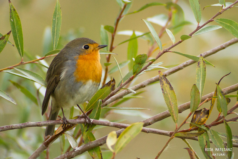 Pit-roig (Erithacus rubecola)