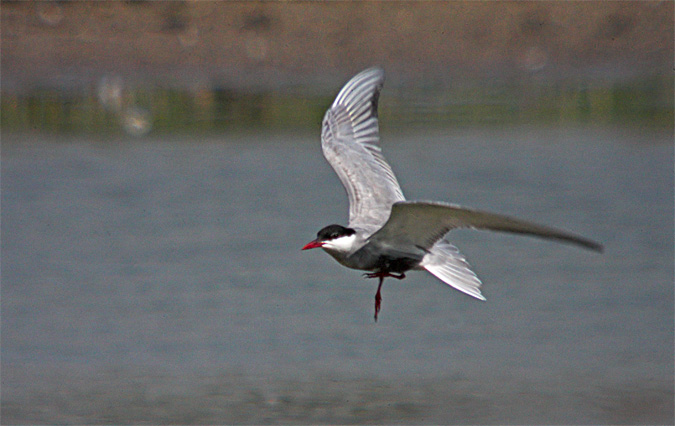 Fumarell carablanc (Chlidonias hybridus)