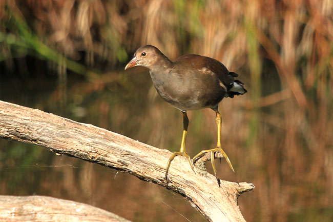 Polla d'aigua jove (Gallinula chloropus)