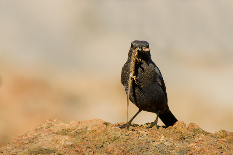 Merla blava, femella (Monticola solitarius)