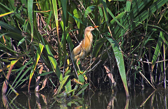 Martinet menut (Ixobrychus minutus)