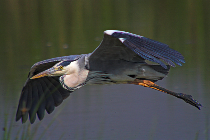 Bernat pescaire (Ardea cinerea)