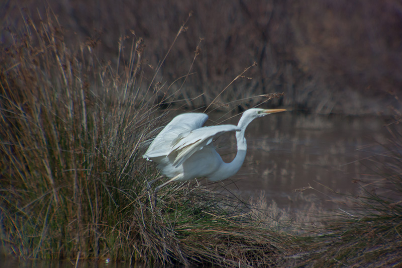 Agró blanc (Ardea alba)