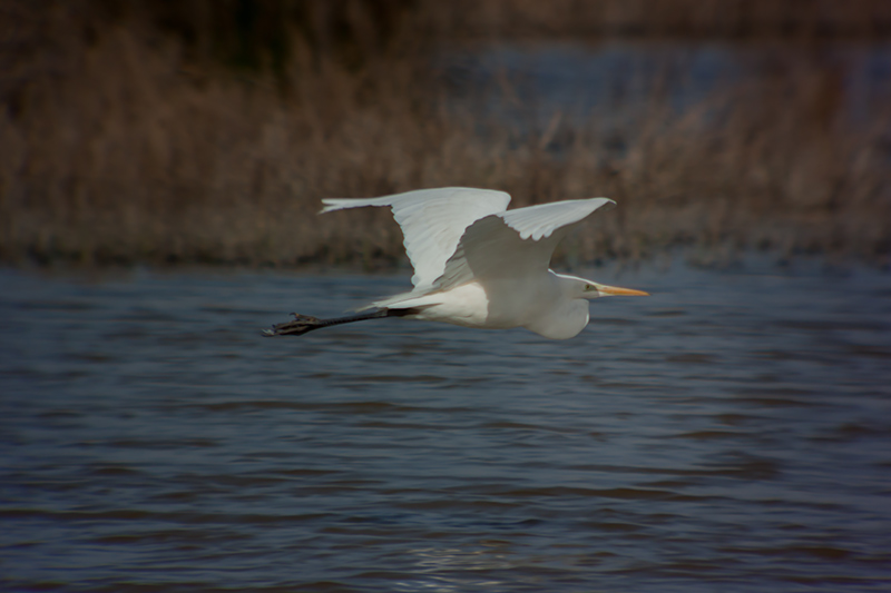 Agró blanc (Ardea alba)