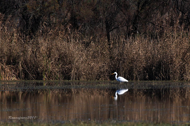 Hivernants del PNAE: Agró Blanc