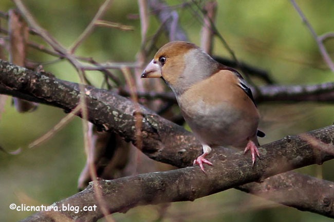 Durbec o trencapinyons. Coccothraustes coccothraustes